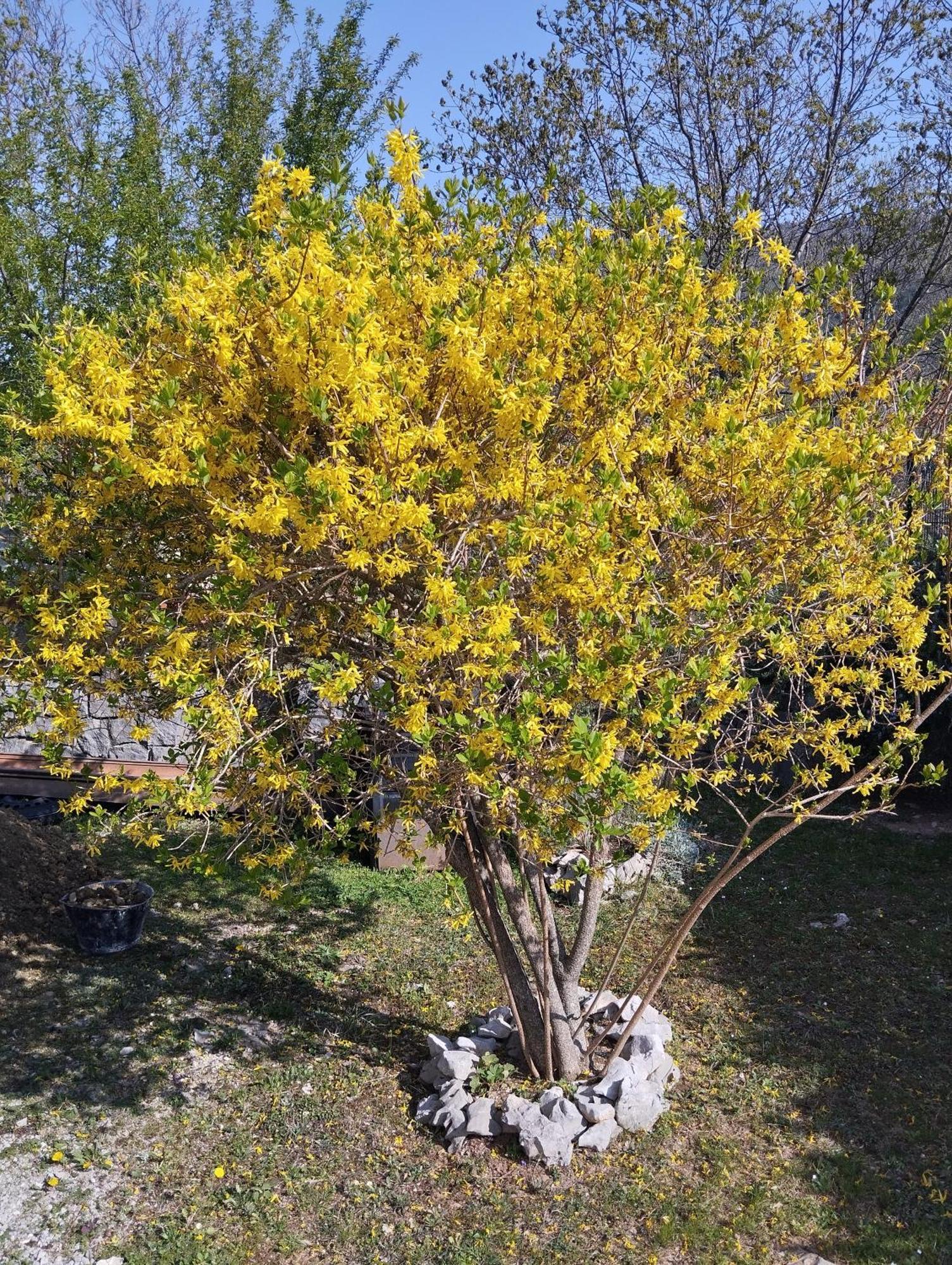 Daal Daire Roč Dış mekan fotoğraf